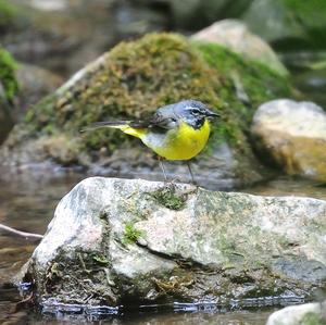 Grey Wagtail