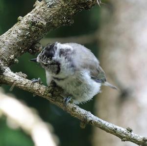 Crested Tit