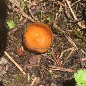 Orange Peel Fungus