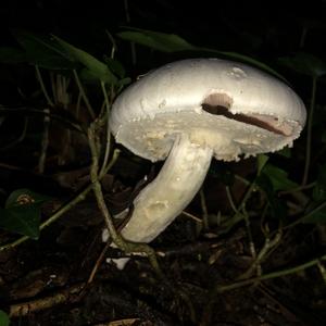 Yellow-foot Agaric