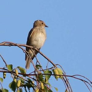 Spotted Flycatcher