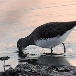 Green Sandpiper