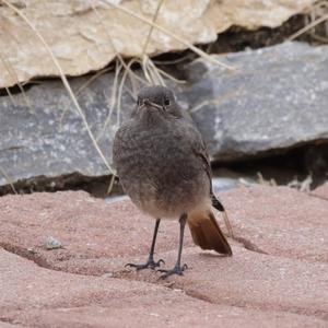 Black Redstart