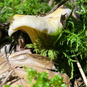 Chanterelle, Common