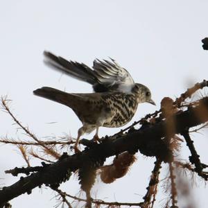 Mistle Thrush