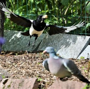 Black-billed Magpie