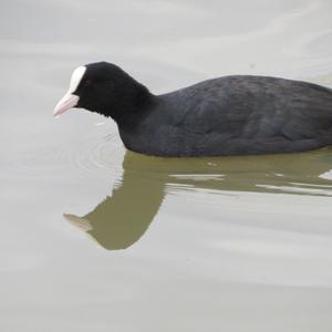 Common Coot