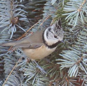 Crested Tit