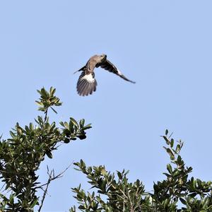 Northern Mockingbird