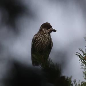 Spotted Nutcracker