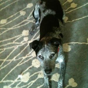 Unknown Breed
