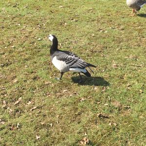 Barnacle Goose