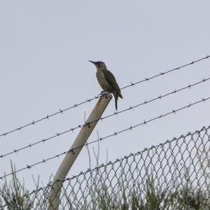 Eurasian Green Woodpecker