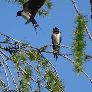 Barn Swallow