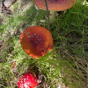 Fly Agaric