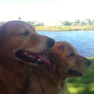 Unknown Breed
