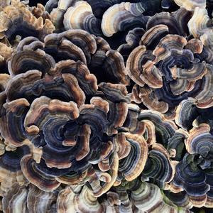 Turkey-tail