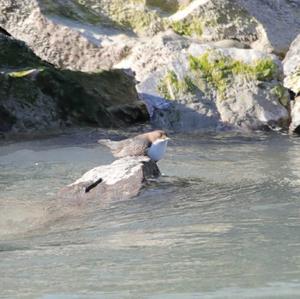 White-throated Dipper