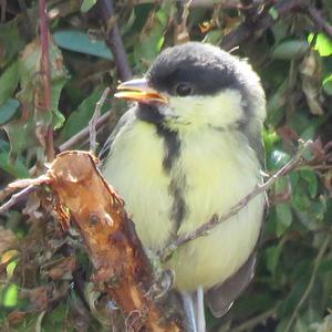 Great Tit