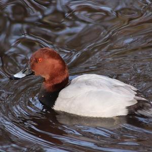 Common Pochard