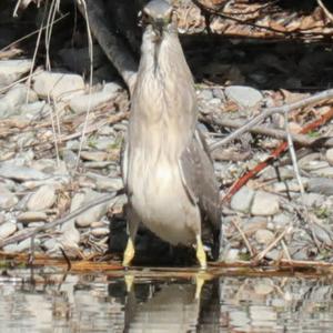 Black-crowned Night-heron