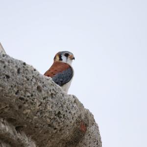 American Kestrel