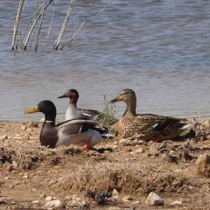 Mallard