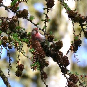 Common Redpoll