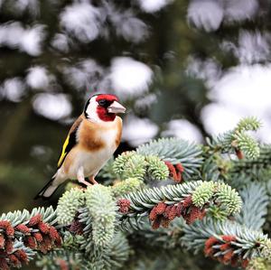 European Goldfinch