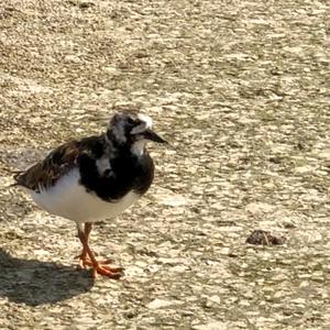 Ruddy Turnstone