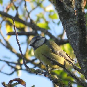 Blue Tit