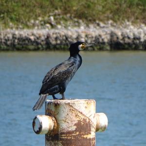 Great Cormorant