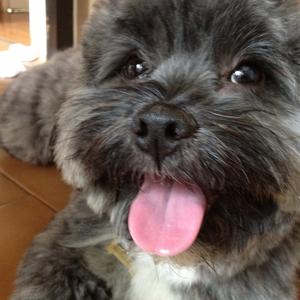 Lhasa Apso