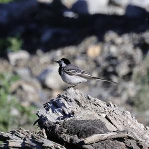 White Wagtail