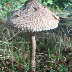 Parasol Mushroom