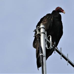 Turkey Vulture