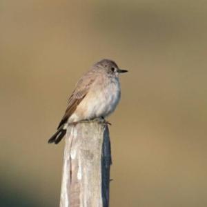 Spotted Flycatcher