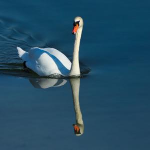 Mute Swan