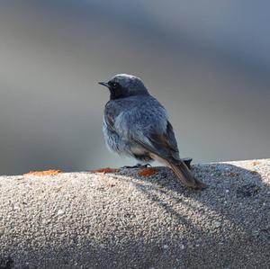 Black Redstart