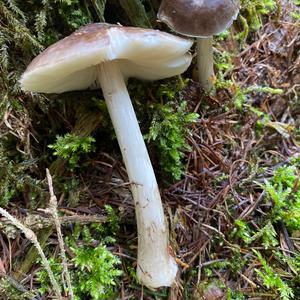 Fawn Mushroom