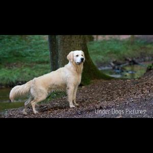 Retriever (Golden)