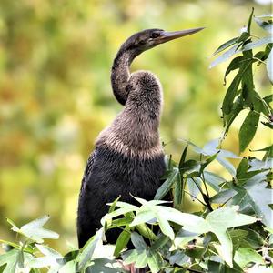 Anhinga