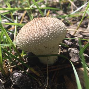 Gem-studded Puffball