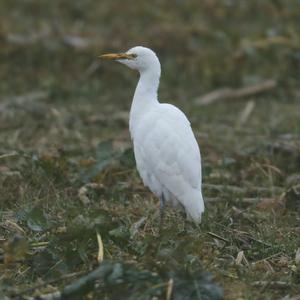 Cattle Egret