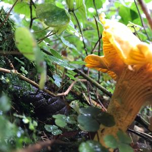 Chanterelle, Common