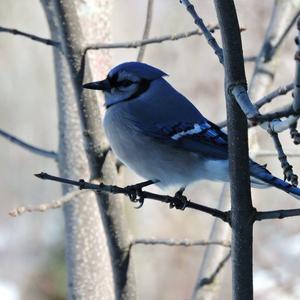 Blue Jay