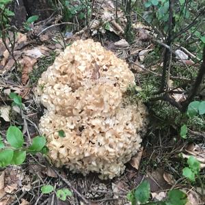 Eastern Cauliflower Mushroom