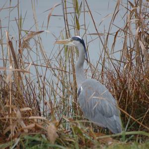 Grey Heron