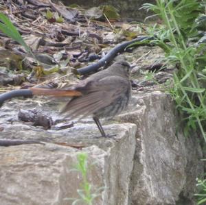 Black Redstart