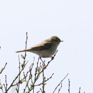 Willow Warbler